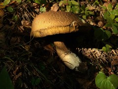 Boletus fibrillosus