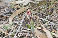 Caladenia caudata
