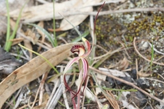 Caladenia caudata