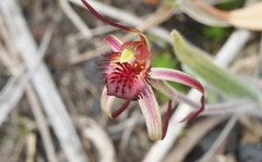 Caladenia caudata