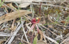 Caladenia caudata