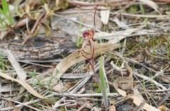 Caladenia caudata