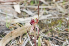 Caladenia caudata