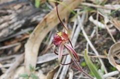 Caladenia caudata