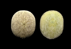 Rhyncholampas pacificus image