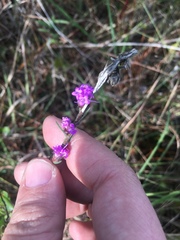 Liatrinae