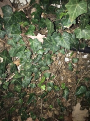 Hedera helix