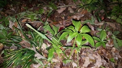 Pinellia pedatisecta