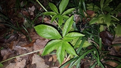 Pinellia pedatisecta