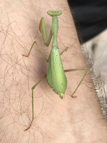 South African Mantis photo 6
