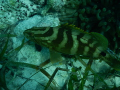 Epinephelus striatus