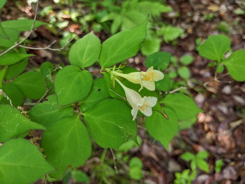 Abelia spathulata iNat (2)