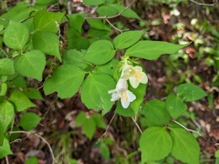 Diabelia spathulata, photograph Timur Kalininsky, CC BY, iNaturalist via GBIF