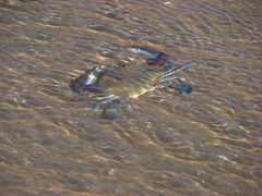 Callinectes arcuatus