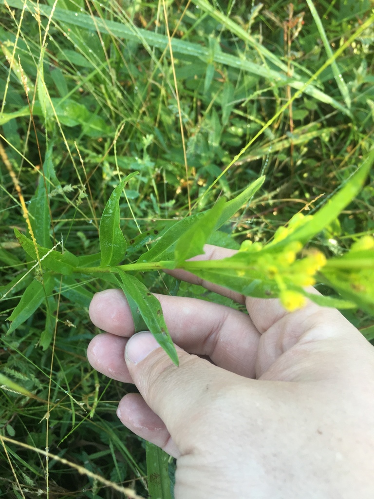 Southern Seaside Goldenrod from 1211412258 Seaman Rd, Vancleave, MS, US on November 17, 2018 at