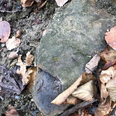 Scoliciosporum umbrinum