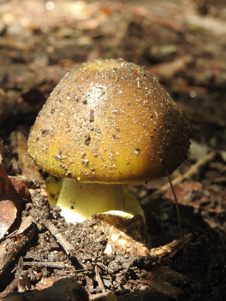 Amanita phalloides · March 2023 · photo: © marreginas (iNaturalist, cc-by)