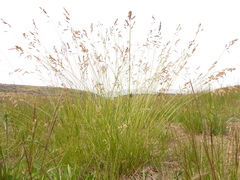 Poa wheeleri