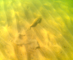 Platycephalidae