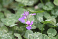 Orychophragmus violaceus