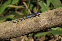 Argia