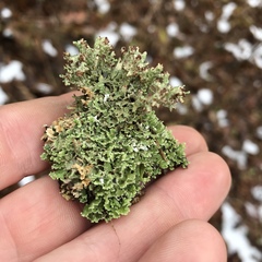 Cladonia subcariosa
