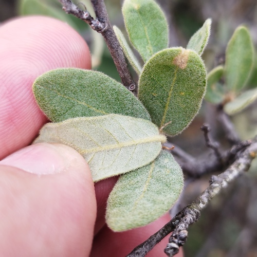 Littleleaf Oak