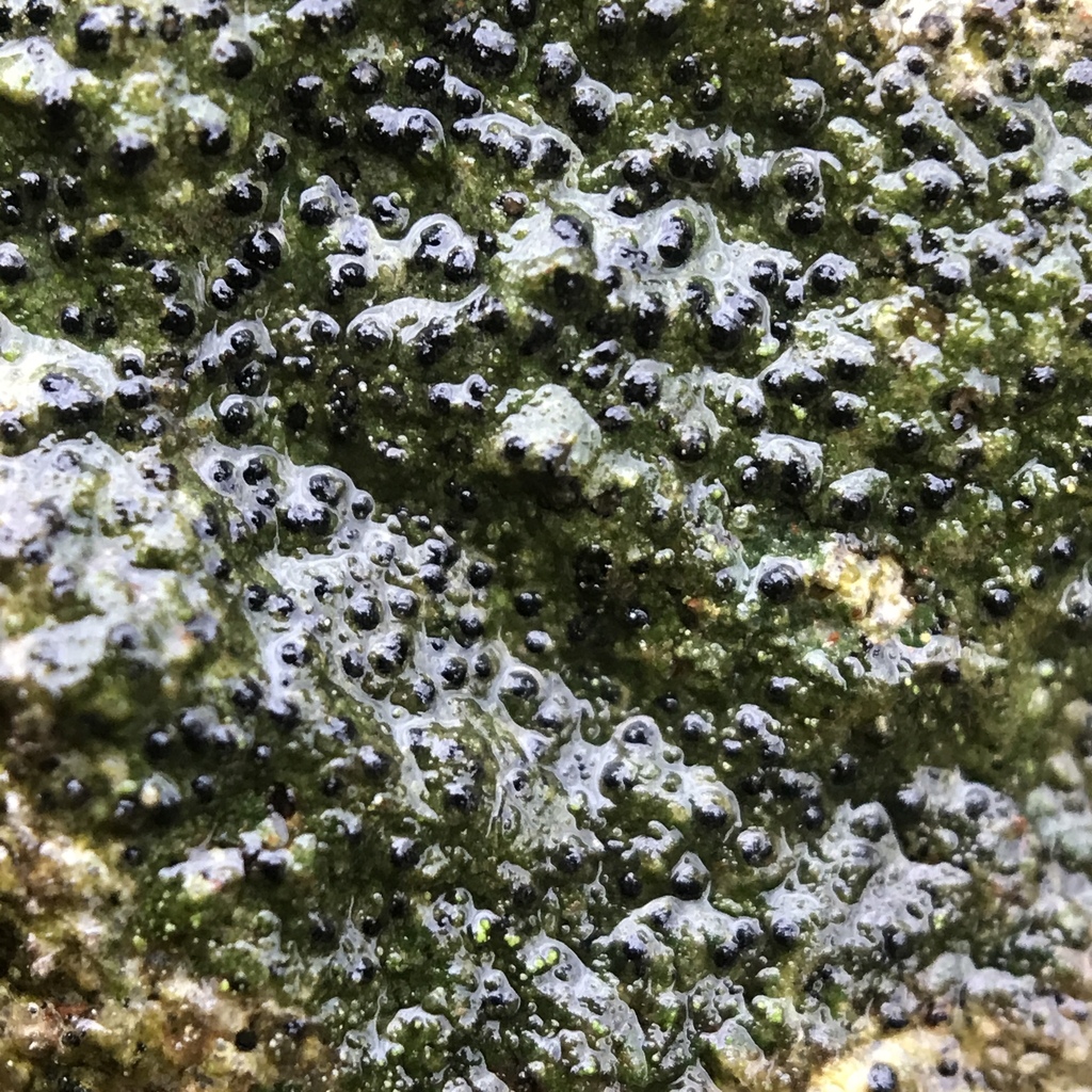 Verrucaria praetermissa