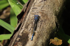 Argia