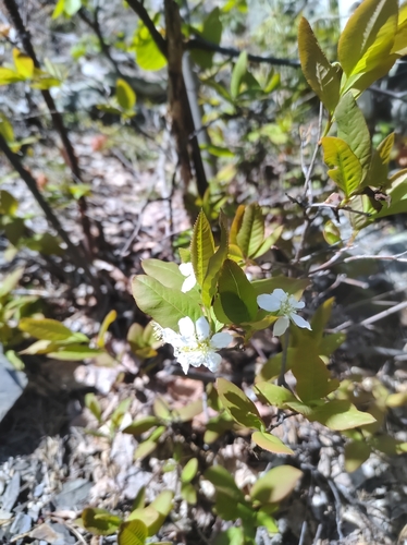 Image of Amelanchier bartramiana by no rights reserved