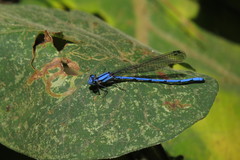 Argia