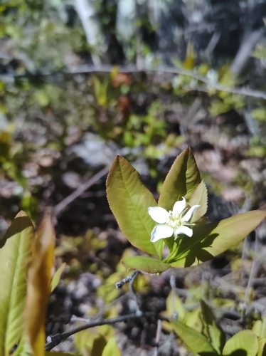 Image of Amelanchier bartramiana by no rights reserved