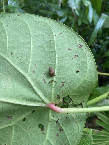 Palaopartula thetis observed 2023-05-19