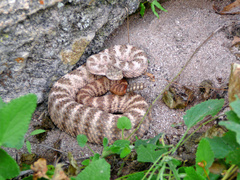 Crotalus tigris