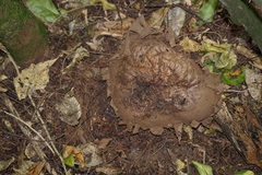 Calvatia lilacina