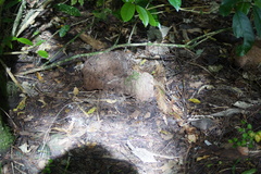 Calvatia lilacina