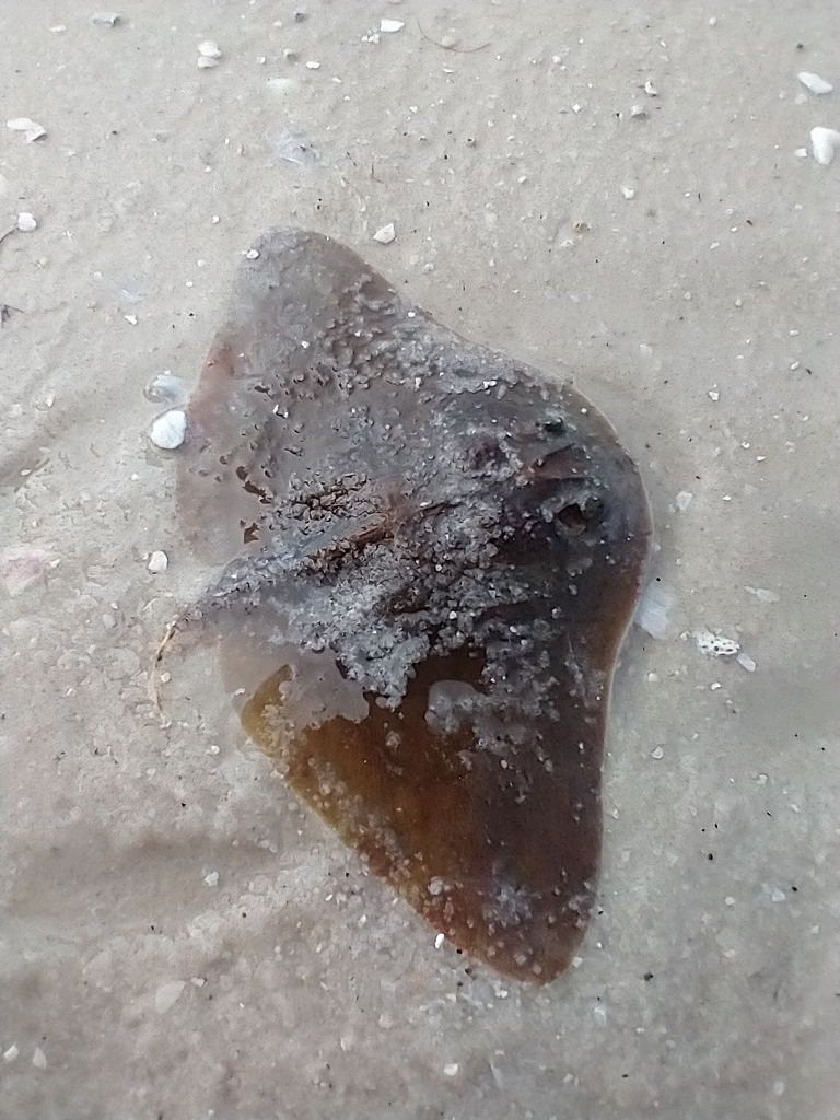 Lessa's Butterfly Ray