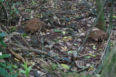 Calvatia lilacina