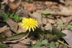 Taraxacum mongolicum