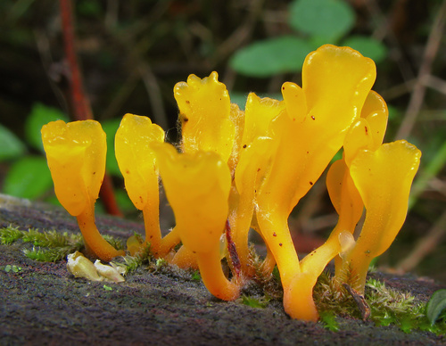 Fan-shaped Jelly Fungus