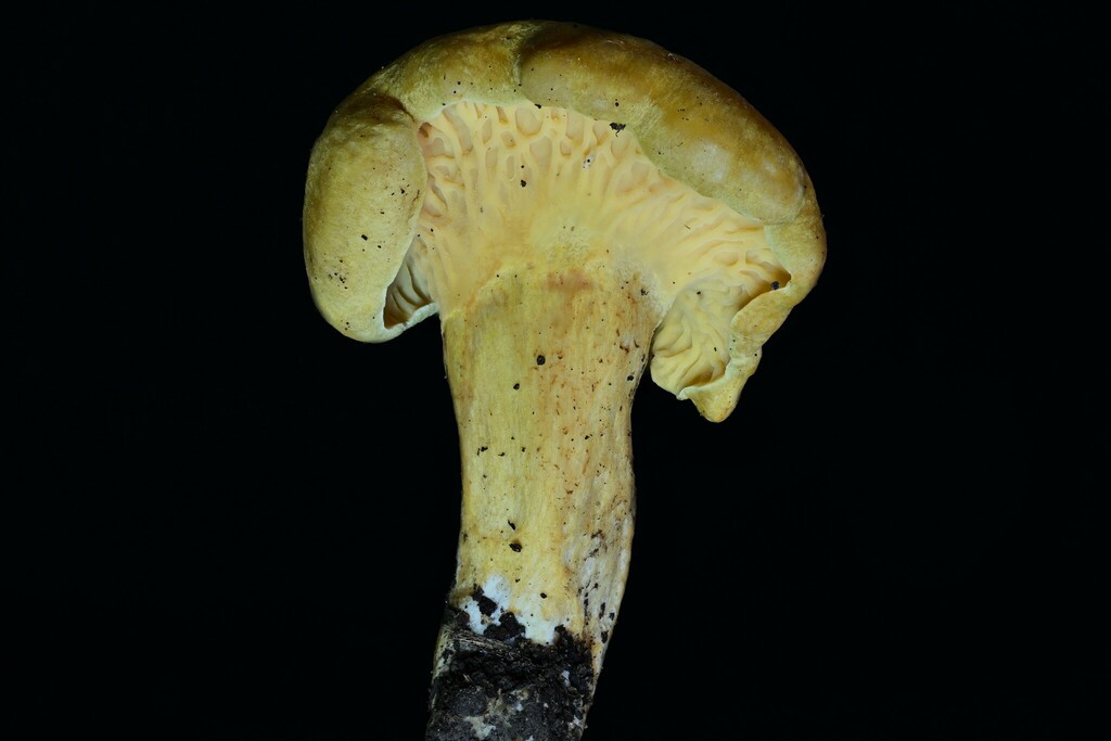 Cantharellus iuventateviridis