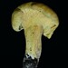 Cantharellus iuventateviridis - Photo (c) Mason Lalley, some rights reserved (CC BY-NC), uploaded by Mason Lalley