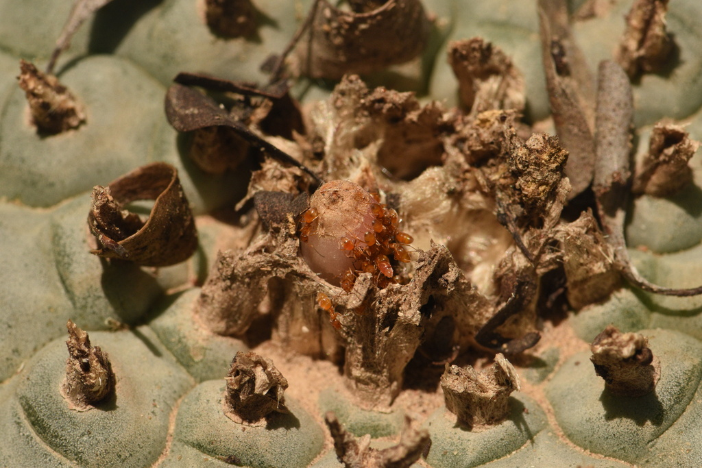 Forelius mccooki in May 2023 by Aidan Campos. On fruit of Lophophora