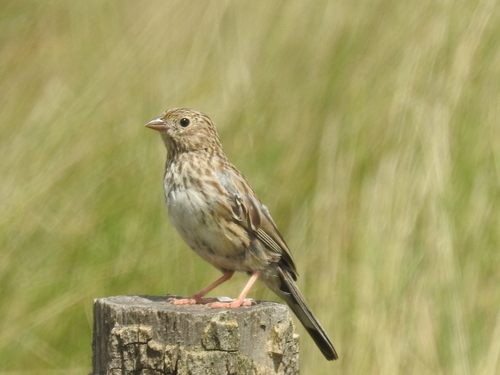 Band-tailed Sierra Finch (Rhopospina alaudina), photo 9