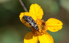 Acmaeodera mudgei