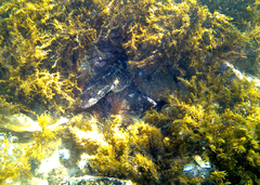 Platycephalus laevigatus