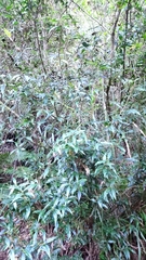 Daphne arisanensis