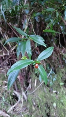 Daphne arisanensis