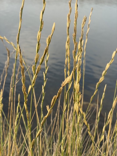 Thinopyrum elongatum (Host) D.R.Dewey