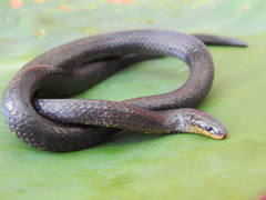 Atractus